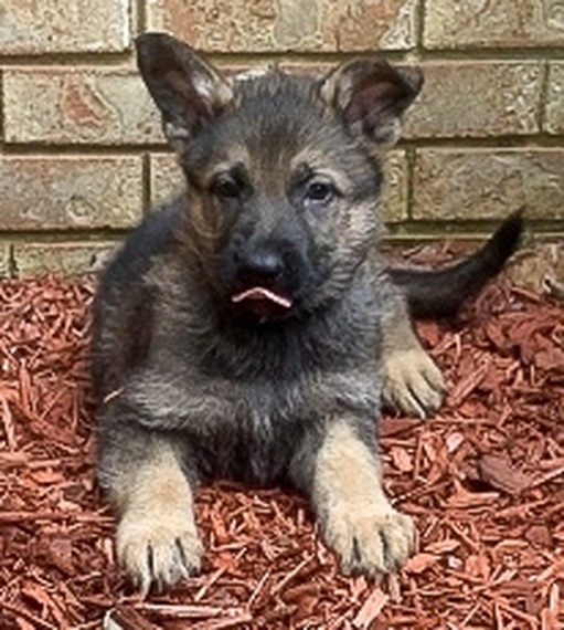 ace family dog nala breed