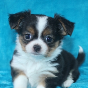 irish marked chihuahua