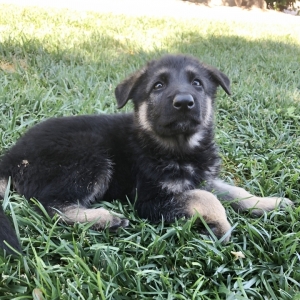 bear german shepherd