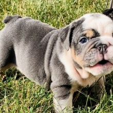 blue bulldog puppies for sale