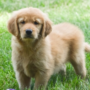 Nola A Dark Golden Female Golden Retriever Puppy 648167 Puppyspot