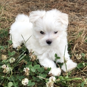 Charlie Maltese Puppy 648587 Puppyspot