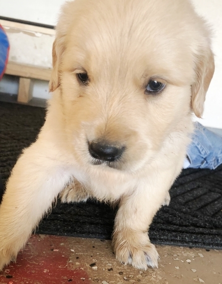happy golden retriever puppy