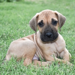 great dane whelping box