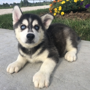 Travis A Black White Male Siberian Husky Puppy 651397 Puppyspot