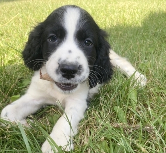 large springer spaniel