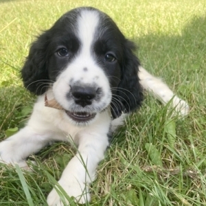 purebred english springer spaniel