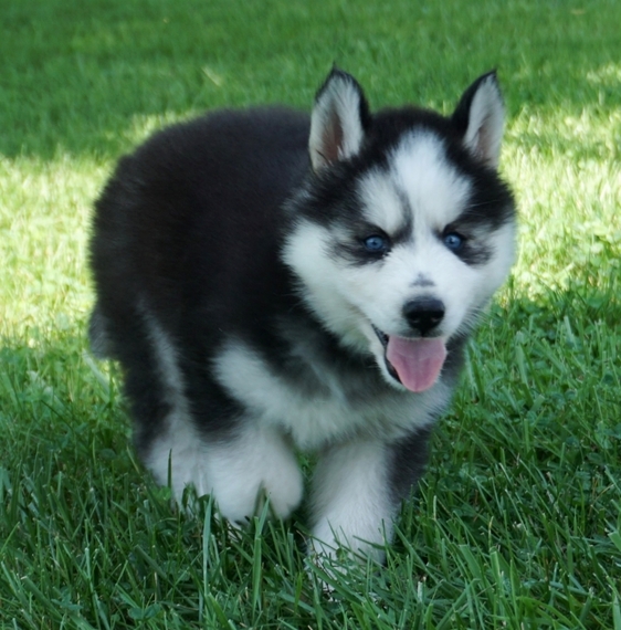 Atlas A Black White Male Siberian Husky Puppy 653687 Puppyspot