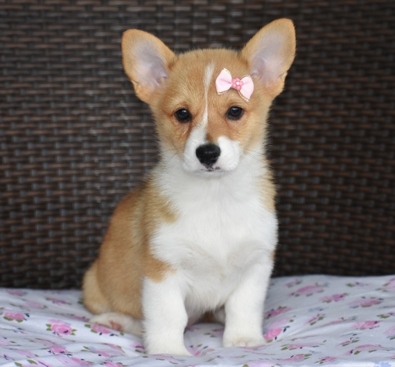 Pumpkin A Red Female Pembroke Welsh Corgi Puppy 653757 Puppyspot