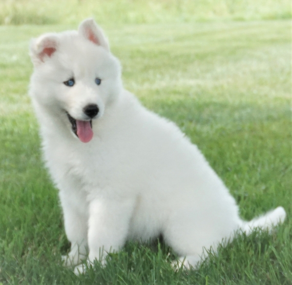 all white siberian husky