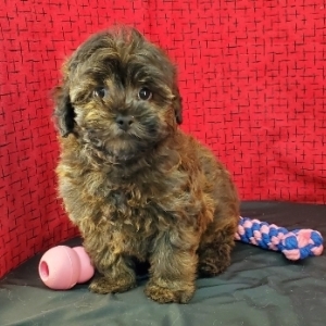 brindle maltipoo