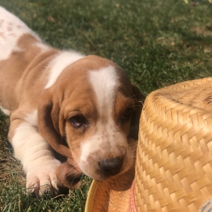 brittany basset hound