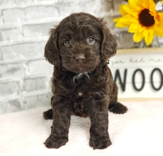 cockapoo vaccinations