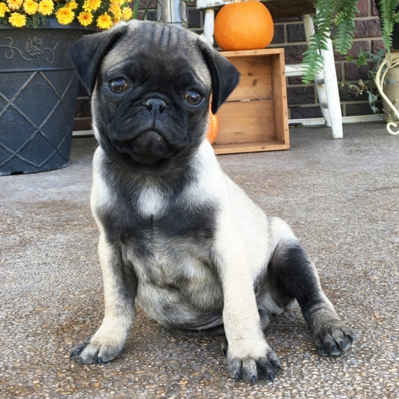 Charlie Pug Puppy 657537 PuppySpot