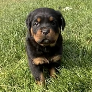 puppyspot rottweiler