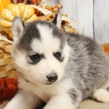 35+ Husky puppies for sale in san fernando valley
