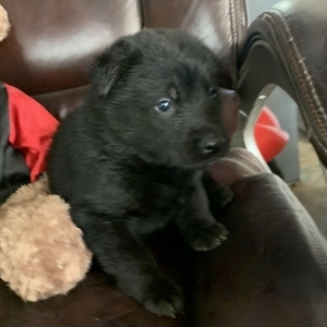 ace family dog nala breed