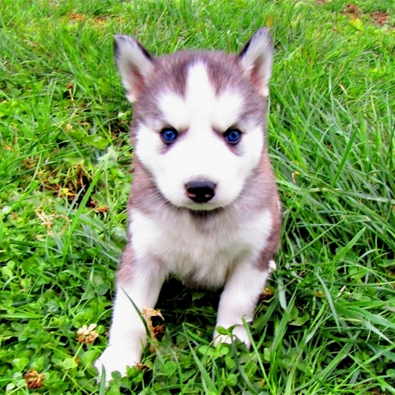 Toby A Brown White Male Siberian Husky Puppy 660017 Puppyspot