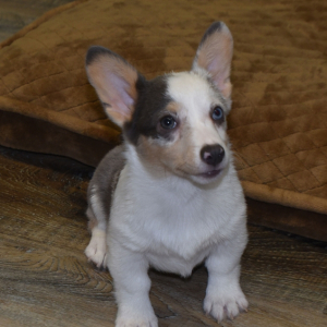 Pembroke Welsh Corgi Puppy Kurtsy