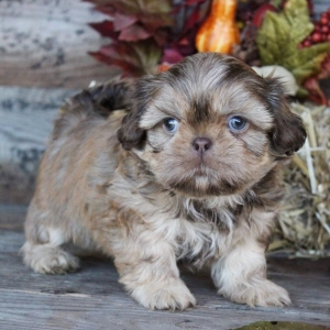 shih tzu merle
