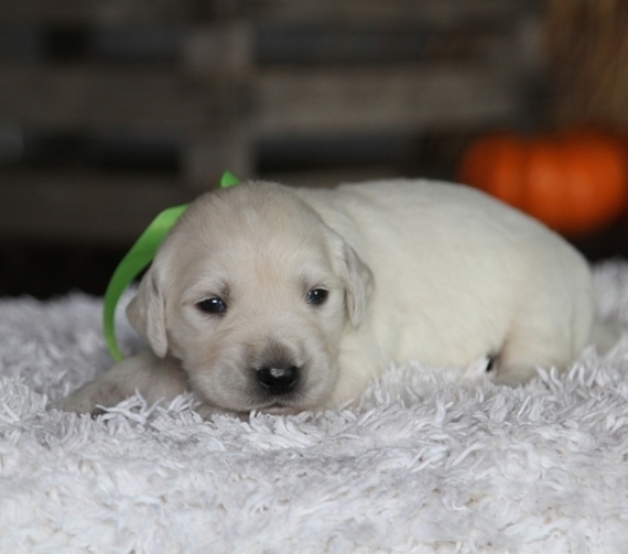 labrador golden river