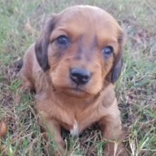 dachsation puppies for sale