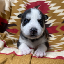 husky puppies for sale yorkshire