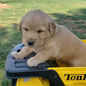 Cupid A Light Golden Male Golden Retriever Puppy 663167 Puppyspot
