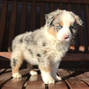 blue australian shepherd
