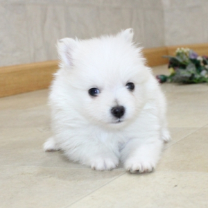 Arctic Pomeranian Puppy Puppyspot