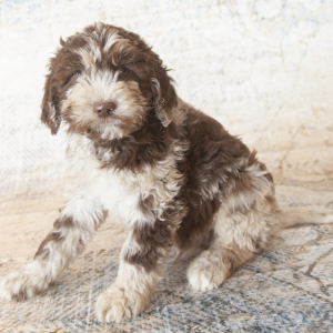 chocolate springerdoodle