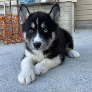 Dan A Black White Male Siberian Husky Puppy 673897 Puppyspot