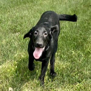 Labrador Retriever Puppy Melody