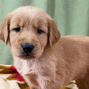Golden Retriever Puppy Hannah