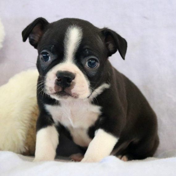 Boston Terrier Puppies For Sale In Florida And Georgia