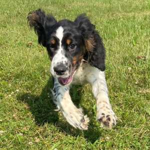 English Springer Spaniel Puppy Marco