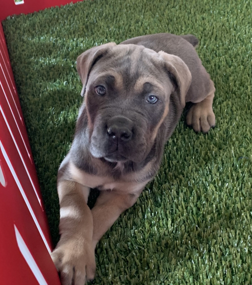 Cane Corso Puppy 676687 PuppySpot