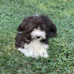 Havanese Puppy Buster