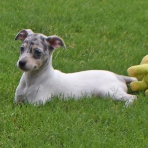 collapsible pet crate