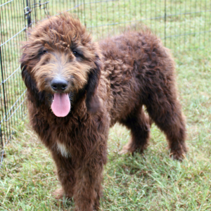 Goldendoodle Puppy Shayna
