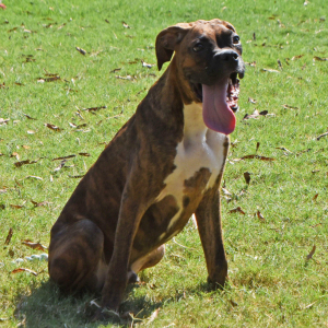 Boxer Puppy Beau
