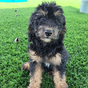 Bernedoodle Puppy Ned
