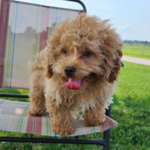 Shihpoo Puppy Reggie