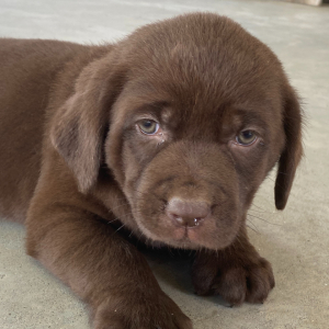 Labrador Retriever Puppy Tori