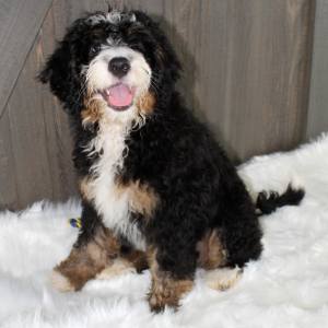 Bernedoodle Puppy Hendrix