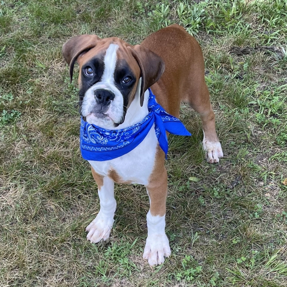 Michigan Boxer Puppy 679367 PuppySpot