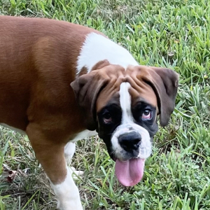 Boxer Puppy Michigan