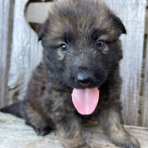 German Shepherd Dog Puppy Amy