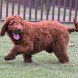 Labradoodle Puppy Ritchey