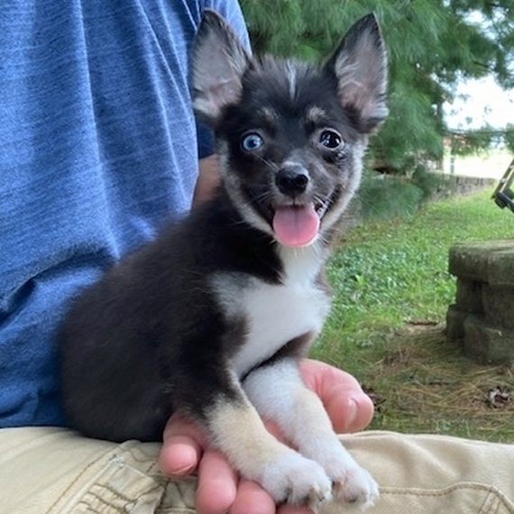 Tilly Pomsky Puppy 680917 | PuppySpot